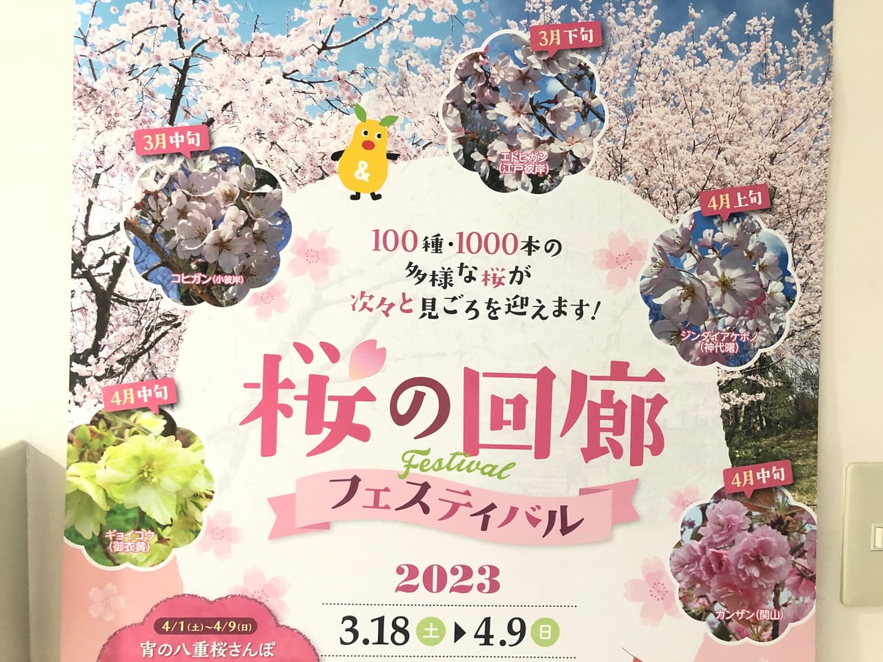 桜の回廊１