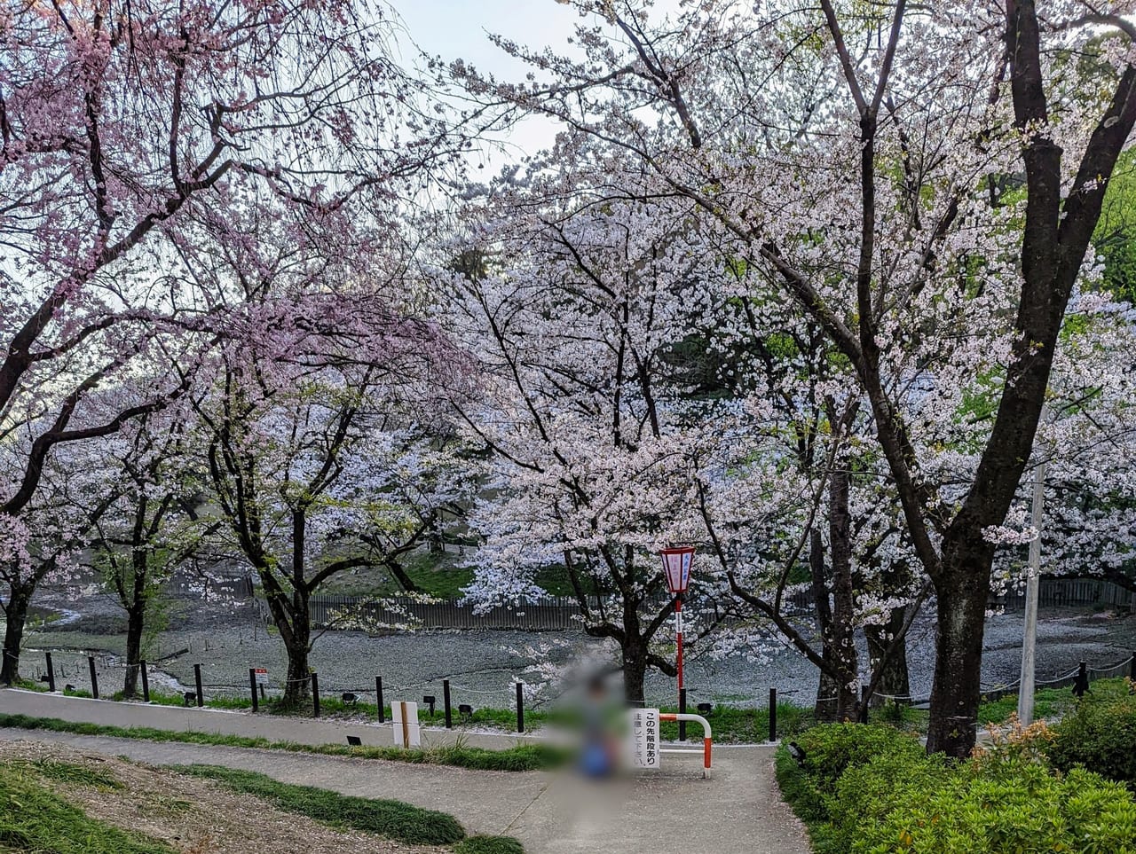 2022年の大池公園の桜