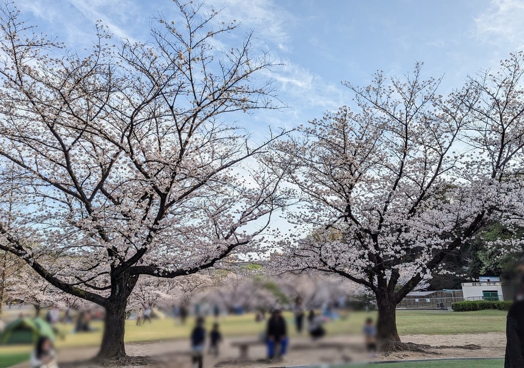 2023年大池公園桜まつり