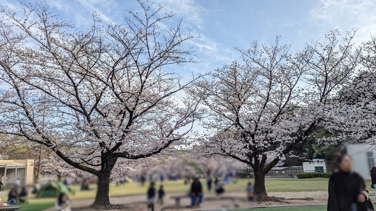 2023年大池公園桜まつり