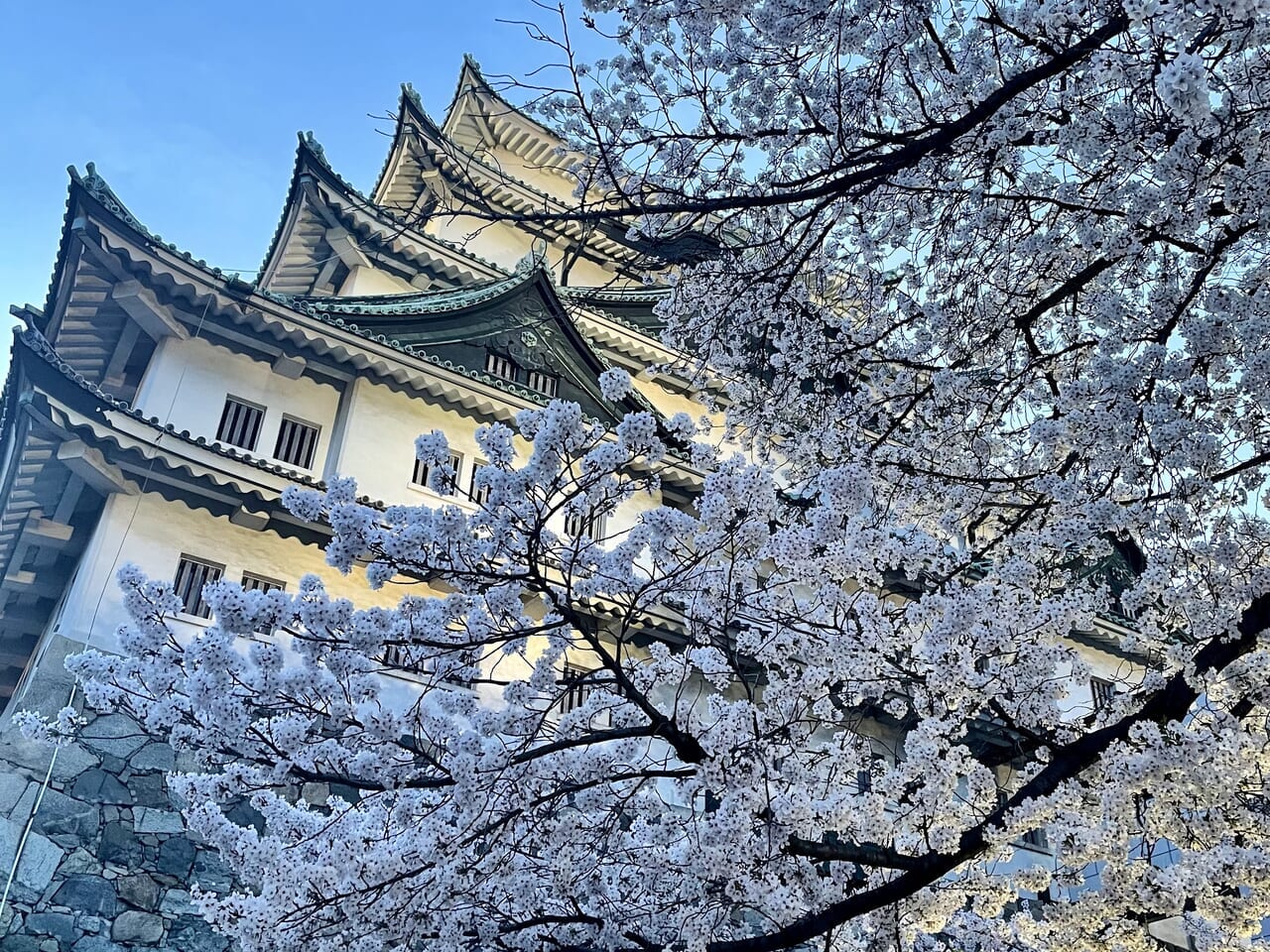名古屋市中区、桜舞い散る「名古屋城」も風情あり、名古屋城春祭り開催中