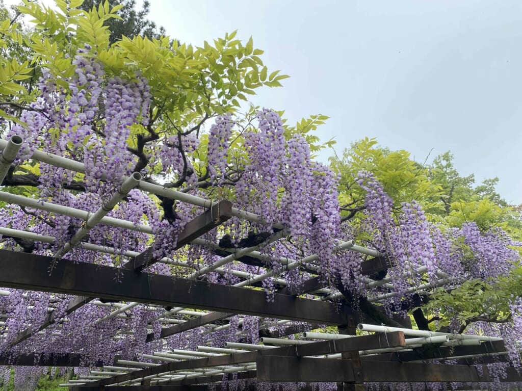 nagoyajo4